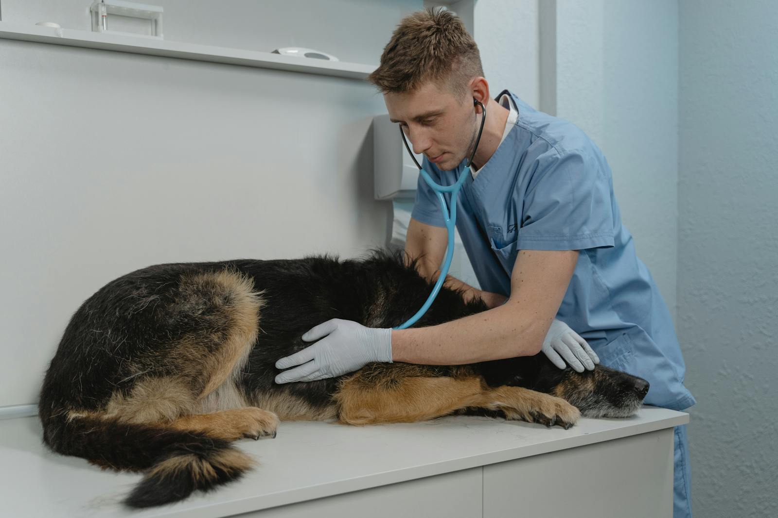 Veteriner Kliniği İçin Kampanya Fikirleri